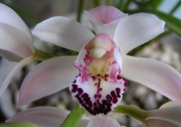 �V���r�W�E��