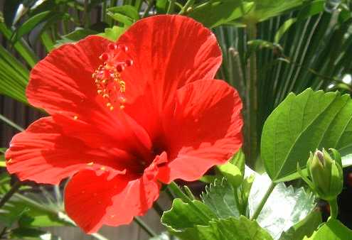 �n�C�r�X�J�X