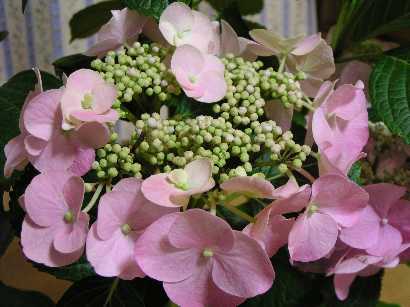 �n�C�h�����W�A