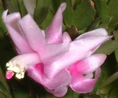 �V���R�o�T�{�e��