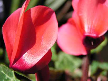 �V�N������