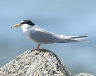 �R�A�W�T�V