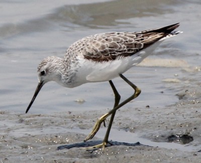 �R�A�I�A�V�V�M