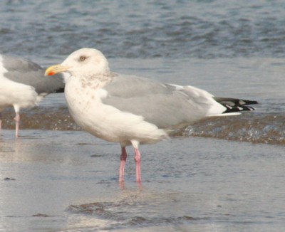 �Z�O���J����