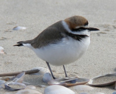 �V���`�h��