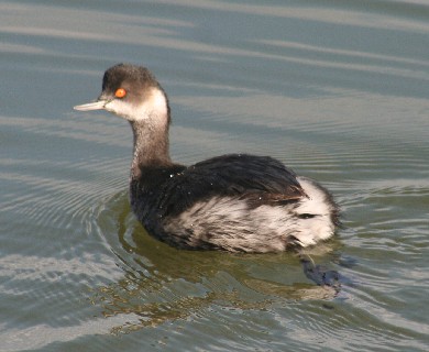 �n�W���J�C�c�u��