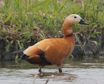 �A�J�c�N�V�K��