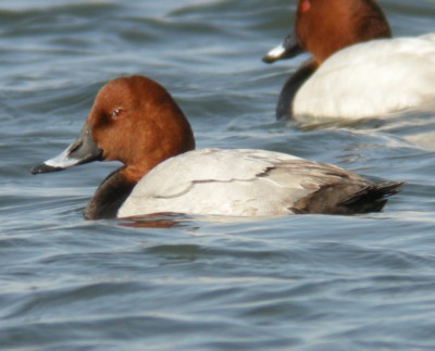 �z�V�n�W��