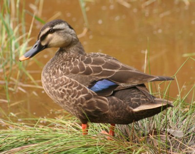 �J���K��