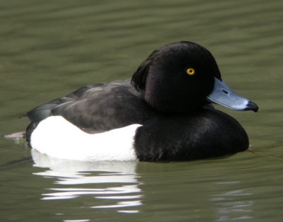 �L���N���n�W��