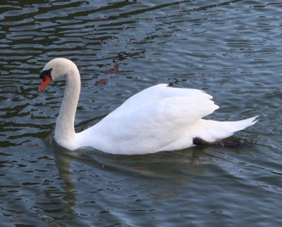 �R�u�n�N�`���E