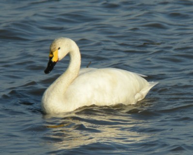 �R�n�N�`���E