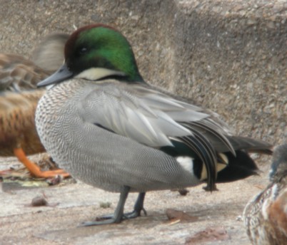 ���V�K��