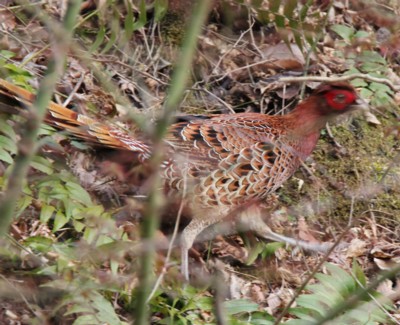 ���}�h��