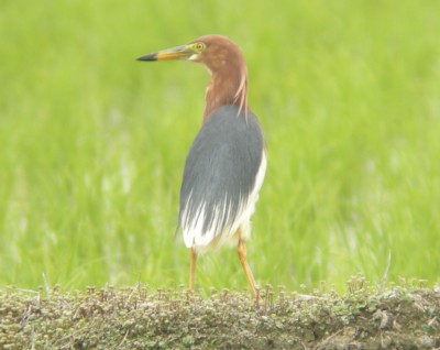 �A�J�K�V���T�M