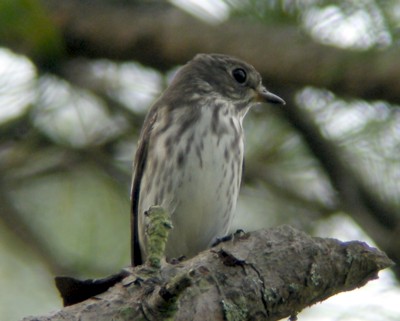 �G�]�r�^�L