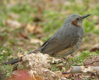 �q���h��