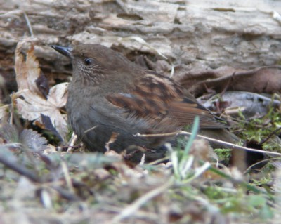 �J���N�O��