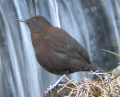 �J���K���X