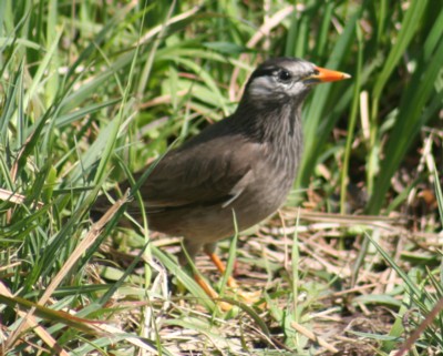 ���N�h��