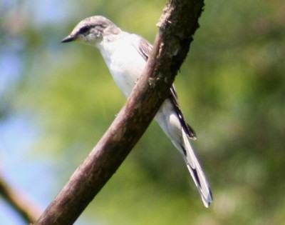 �T���V���E�N�C