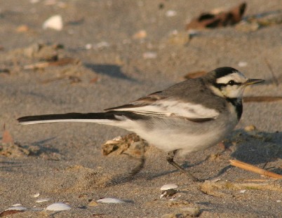 �n�N�Z�L���C