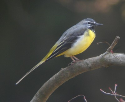 �L�Z�L���C