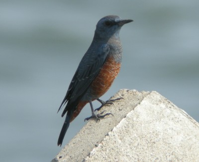 �C�\�q���h��