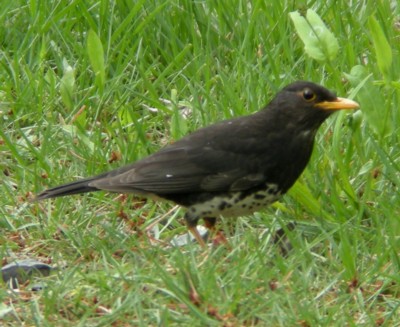 �N���c�O�~