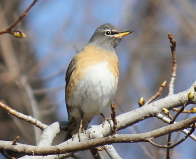 �}�~�`���W�i�C