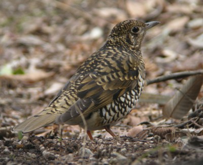 �g���c�O�~