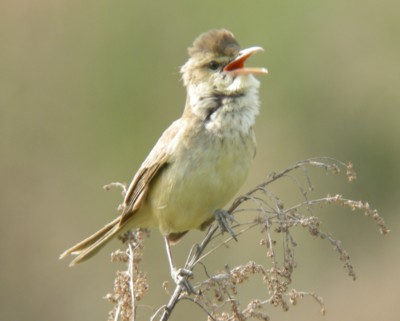 �I�I���V�L��