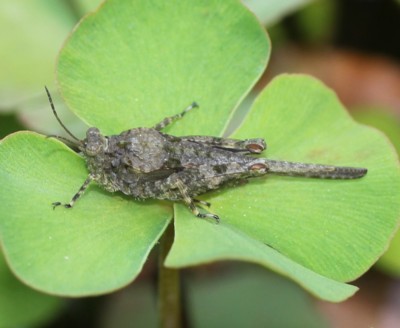 �n�l�i�K�q�V�o�b�^