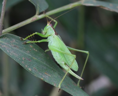 �n���V�m�E�}�I�C