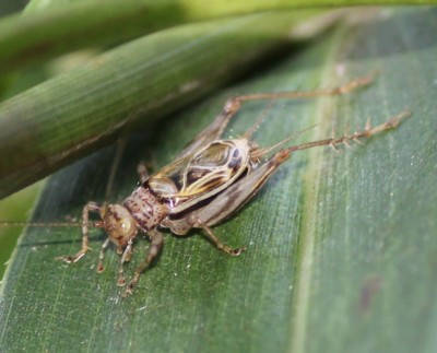 �N�T�q�o��