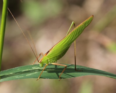 �Z�X�W�c�����V