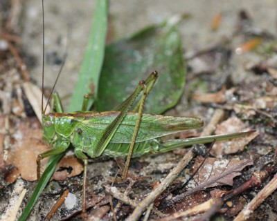 ���u�L��