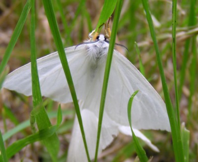 �L�A�V�h�N�K