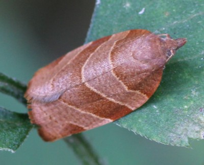 �A�J�g�r�n�}�L