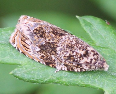 �V���e���V���A�V�q���n�}�L