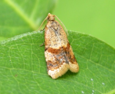 �g�r�����R�n�}�L