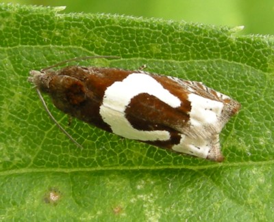 �����M�l���V�K