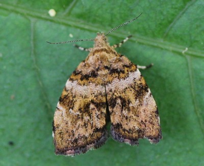 �R�E�]�n�}�L���h�L