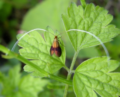 �N���n�l�V���q�Q�i�K