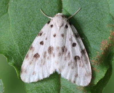 �z�V�I�r�R�P�K