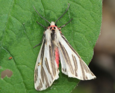 �N���t�V���q�g��