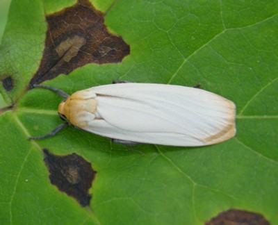 ���W�z�\�o