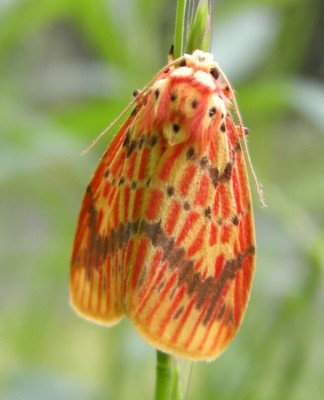 �X�W�x�j�R�P�K