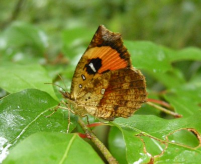 �C�J�������K