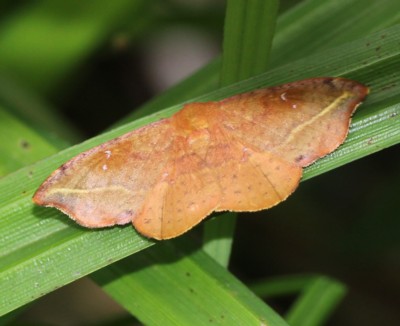 �A�V�x�j�J�M�o